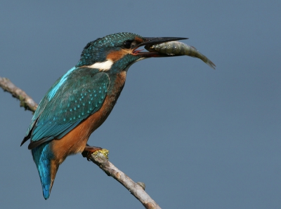 Het is mij ook eindelijk gelukt een ijsvogel te fotograferen. Kreeg er als bonus een visje bij.