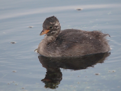 Vanochtend langs het pad naar de Zeearend .. een drietal juvenielen, kennelijk wachtend op voedertijd. Ik vind deze wel leuk naar het vogeltje kijken  ;-)