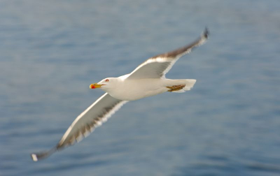 Er zijn er veel van. De foto spreekt me aan vanwege het scherpe en onscherpe bewegingselement. Met Nikkor 70-200 op 180 mm/f6,3 iso 100 en iets gecropt 5% met Nikon Capture NX kleur iets verwarmd en versterkt.