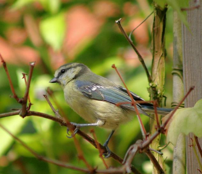 deze pimpelmees is een regelmatige tuin bezoeker,foto gemaakt met een canon 350D