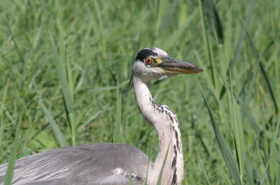 Tijdens een fietstocht door de haterse vennen zagen we plotseling deze reiger staan. Hij blef steeds bijzonder alert.
Bij de eerste foto heeft ie van die mooie priemende ogen. Nadat ie onze aanwezigheid lang genoeg had geduld ging hij op de wieken wat een mooie schaduw opleverde doordat de sloot volledig met kroos bedekt was.
