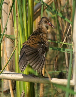 Na al dat ijsvogelgeweld hier nog maar eens een waterralletje. Geschoten vanuit de hut de kluut. Ik vind het zelf een aparte pose van deze schuwe vogel. Met de vleugels gestrekt naar beneden zat deze lekker in het zonnetje. 

Minolta 7D + Minolta AF 400mm APO G f 4,5 + Minolta 1,4x converter type I