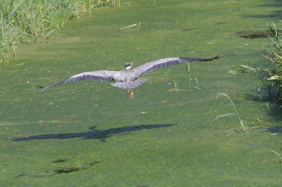 Hier de tweede foto van deze reiger, dit leverde een mooe schaduw op.