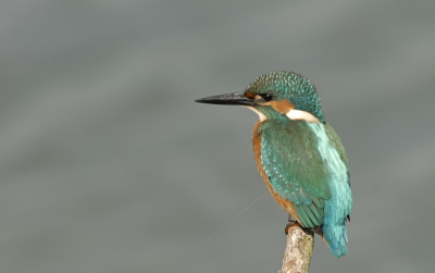 Door alle ijsvogelgeweld maar in PA geplaatst