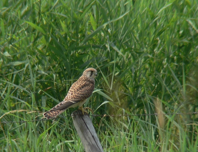 Zo indze druke periode weinig tijd gehad voopr mijn hobby ,heb deze foto al een tijdje geleden gemaakt.
Van uit de auto met de veel besproken panasonic FZ 30 +raynox 2,2 converter. OP 5MPez stand nog iets gecropt en verscherpt in TIFF genomen.