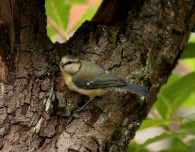 het is best moelijk om de pimpelmees goed op de foto te krijgen,ze zitten haast nooit lang op een plekje.de foto is gemaakt met een canon 350D in de tuin.