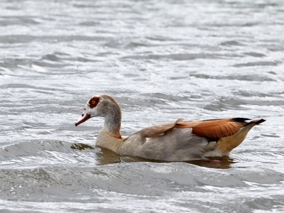 Wat een mooie vogels. Helemaal niet schuw ook, zelfs met kinderen.