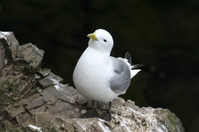 Sympathiek en nieuwsgierig meeuwtje.
Canon350D, Sigma170-500@500mm, 1/250, F9, iso200, full frame.