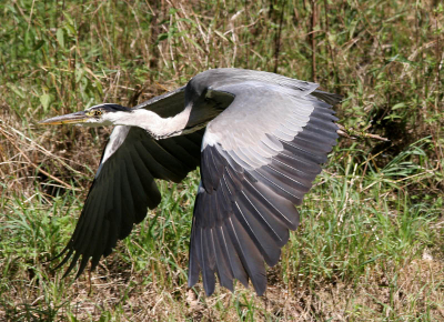 Deze reiger kwam vlak voor ons langs scheren. Foto is iets gecropt tbv compositie, anders was ie erg ver naar links gekomen.