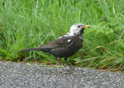 deze merel langs de weg viel wel erg op met zijn afwijkende kleur.
Snel gestopt de auto in de achteruit en na een error met mijn camera toch nog deze foto