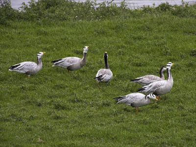 Deze zaten langs de lekdijk, in totaal liepen er wel een stuk of dertig. Je ziet ze niet veel op birdpix, dus maar ingestuurd.
Ik weet niet wat voor soort die andere ganzen zijn diemet die zwarte nekken, iemand een idee ? mischien vrouwtjes ?