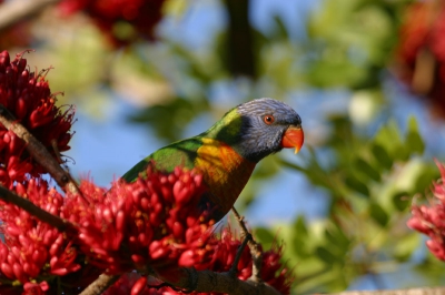 Deze vogels zijn veel voorkomend in Australia. Meestal in grote groepen samen 's avonds met veel herrie. Deze deed zich aan het eind van de middag nog wat tegoed aan wat bloesem cq. nectar