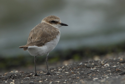 We waren op zoek naar een regenwulp die ik de dag ervoor had gespot toen we opeens de groep strandplevieren zagen die Corstiaan eerder deze maand ook al had gezien.

 Meer foto's op: www.vogelsinzeeland.nl