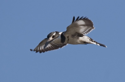 Heel veel ijsvogels tijdens onze reis door Zambia, en met name deze soort veel gezien. Vaak biddend en dan neerstortend tussen de nijlpaarden. Deze wilde wel even vlakbij de camera blijven hangen, dus bijna fullframe.