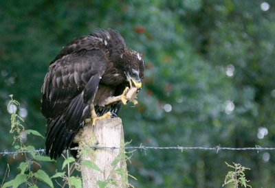 Nest was half uit de boom gevallen. Oudste jong was vliegvlug, maar jongste jong liep tussen de bramenstruiken met, zo bleek later, een gekneusde vleugel. Hij was sterk vermagerd en had bloeduitstortingen. Heb hem bramen en wespenraat gevoerd en daarna naar de Vogelopvang in Woudenberg gebracht, waar ze proberen hem nog dit jaar op trek te krijgen.