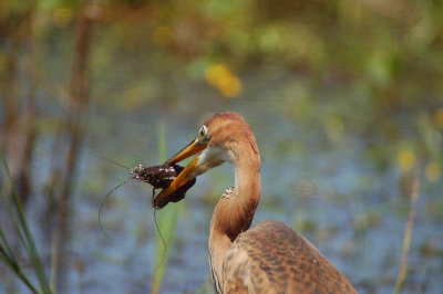 Dit is nog een foto van mijn Purperreiger. Na lang wachten in mijn schuilhutje bij zeer hoge temeraturen. Kwam hij lekker voor mij vissen. Na vele kleine visjes te hebben opgegeten, nam hij deze rivierkreeft. Deze was te groot om op te eten, dus liet hij ze gewoon terug vallen.
Groeten Sam