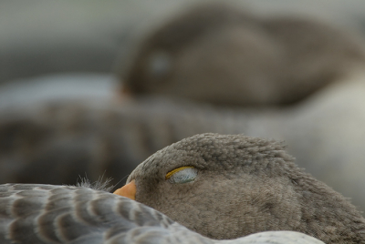 Ik vind het altijd erg lastig om van een gewone soort een orgineel beeld te maken. Door de herhaling van de vogel in de achtergrond en de rust van de foto vond ik deze wel wat hebben.