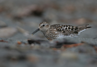 Canon 20D sigma 170-500
Nog maar 2 foto's van dit mooie vogeltje.
Bij deze foto heb ik mijn monopod haast plat op de grond gelegd voor een laag standpunt.