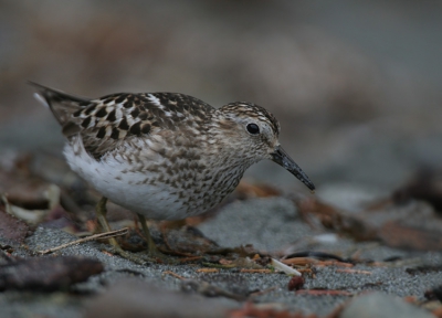 Canon 20D sigma 170-500
Bij deze foto heb ik een klein storend takje voor de vogel weg gecloned.