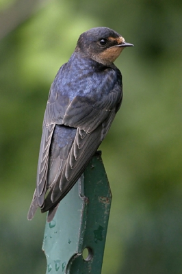 Deze jonge Boerenzwaluw zat op een paaltje zijn veren te drogen na een hevige regenbui. Hij liet zich ongestoord benaderen tot een meter of 2,5 a 3.
Ik was genoodzaakt de foto op ISO 1600 te nemen omdat de donkere regenlucht er nog hing. Gelukkig valt de ruis heel erg mee.


Canon EOS 300D
Sigma 80-400 OS EX

400mm 
F 9.0
1/800
ISO 1600