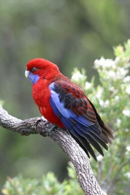 Ook deze vogels doen wel eens een dutje. Maar schijn bedsriegt, even later klaarwakker en weg.