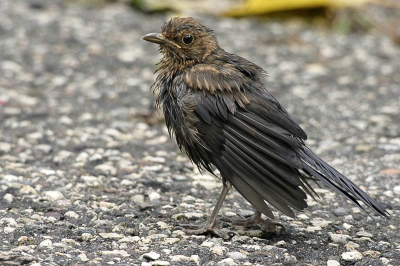 Deze jonge merel was kompleet doorweekt na een dikke stortbui. 

Canon EOS 300D
Sigma 80-400 OS EX

400mm 
F 9.0
1/200
ISO 800