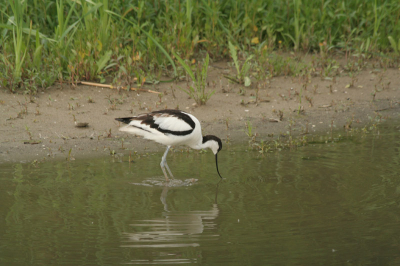 Voor de eerste maal de OVP bezocht! Langs poelruiter(was ons te druk ;-))en Krakeend(voor wie veel riet wil fotograferen ;-)) gelopen, en toen naar de Grauwe gans! En daar deze foto genomen. De vogel liep nogal mank, dus vandaar dat wij als beginners de kans kregen hem langdurig te mogen fotograferen! Verderop zaten er nog een heel stel, maar die waren te ver af voor onze lens om mooi op de plaat te krijgen! Hebben overigens ook nog alle drie de arenden mogen bekijken op de grote praambult door de scoop van een andere liefhebber! Al met al fijne middag gehad daar!