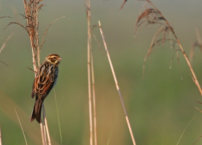 Het plan was om vandaag met een hele serie originele platen v.d.ijsvogel thuis te komen,helaas dacht het vogeltje er anders over.