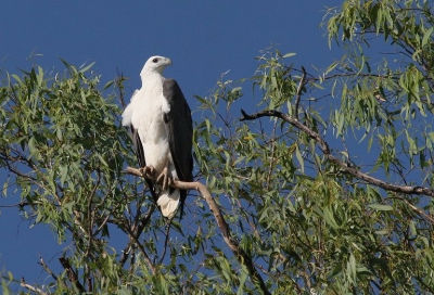 Hoog boven de rivier zat deze prachtige vogel. Terwijl iedereen uitkeek naar "crocs", schoot ik deze foto uit de hand vanuit een bootje op de rivier. Sluitertijd 1/1000, F5,6.