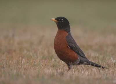 Canon 20D sigma 170-500
Dezelfde vogel als mijn vorige foto alleen in een andere houding. Ik heb de foto deze keer iets opgelicht en nog iets verscherpt.