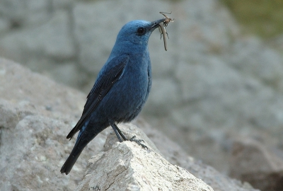 De Blauwe Rotslijster zie je op Lesbos geregeld. Maar meestal in de verte want ze zijn behoorlijk schuw. Wij zagen onderweg naar Sigri een paartje Blauwe Rotslijsters met voer. Even later ontdekten we het nest in een rotsspleet. Vanachter een camouflagenet in de auto konden we ze gemakkelijk fotograferen.