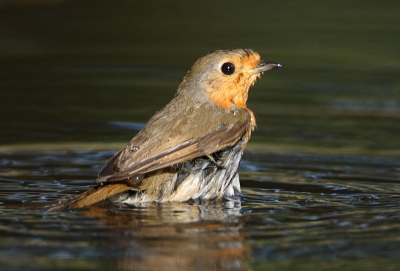 Hoe een alledaags vogeltje zo mooi kan zijn...
