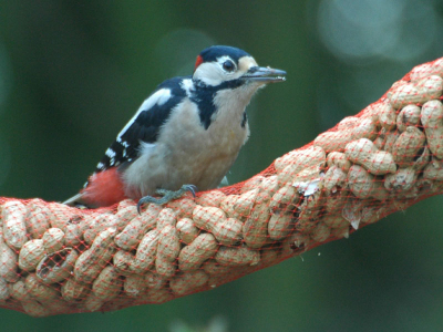 Deze Grote Bonte Specht kwam met enige regelmaat eten van onze pinda's