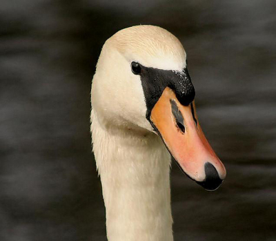 deze foto heb ik gisteren gemaakt,met een canon 350D.het was eindelijk een keer droog dus lekker weer om te wandelen en wat foto's te maken.