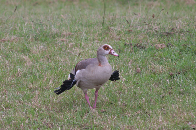 Ondanks dat nijlganzen niet de favoriete soort zijn op birdpix toch maar een plaatje van deze jonge nijlgans geplaatst. Zo'n jong kan er toch ook niets aan doen dat ze niet moeders mooiste zijn al zal hun moeder daar wellicht anders ob\ver denken.
De eerste aanzet van de vleugels zag er ook wel grappig uit.