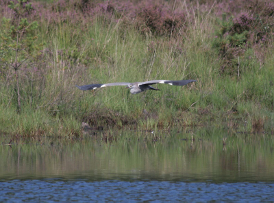 Deze reiger met nog een beetje een wilde kuif werd door een soortgenoot verjaagd.
Hij scheerde daarbij mooi laag over het ven met de heide als achtergrond.