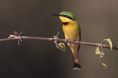 Diverse kleurrijke soorten bijeneters gezien in Zambia. Ze kunnen overigens redelijk agressief zijn, bijvoorbeed als 50 groene meerkatten proberen de nestpijpen te raiden! Dit was een van de weinig exemplaren dat tegen een vrije achtergrond wilde plaatsnemen.

20D met 500/4 en 1,4x vanuit de auto op een dubbele rijstzak.