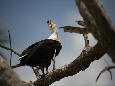 Afrikaanse Visarend,baltsroep in de boom,in Selous NP in Zuid Tanzania
