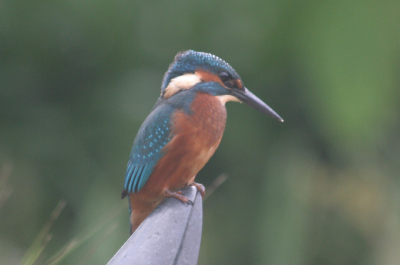 Het was weer ijsvogeltijd in de tuin. Ruim een kwartier zat deze vogel in de tuin, waarbij het weer steeds somberder werd, daardoor helaas een zeer langzame sluitertijd. We hebben het hele gedragsscala gezien; poepen, braakballen en tot slot een visje gevangen uit de vijver. Het blijft een prachtig gezicht om dit in je eigen tuin te zien en niet op een takje in de poelruiter.