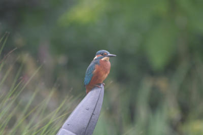 Het was weer ijsvogeltijd in de tuin. Ruim een kwartier zat deze vogel in de tuin, waarbij het weer steeds somberder werd, daardoor helaas een zeer langzame sluitertijd. We hebben het hele gedragsscala gezien; poepen, braakballen en tot slot een visje gevangen uit de vijver. Het blijft een prachtig gezicht om dit in je eigen tuin te zien en niet op een takje in de poelruiter.