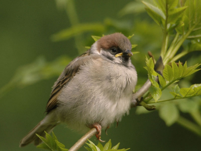 Deze jonge ringmus was nog maar net uit het nest en liet zich goed fotograferen.