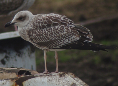 Brood meenemen werkt nog beter dan ik dacht; de meeuwen probeerde het tussen mijn benen vandaan te eten. Helaas zaten er dit maal weinig meeuwen. Gelukkig toch een handvol juv. Geelpoten kunnen fotograferen. Helaas geen andere kleden ertussen. Achter de manege en trektelpost Puinhoop hangen regelmatig ca. 10 Geelpoten rond. In totaal schat ik zo'n 20 individuen van alle leeftijden.