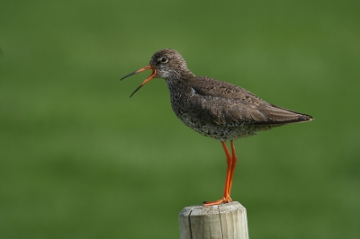 Klassiekertje!
Canon350D, Sigma170-500@500mm, 1/500, F8