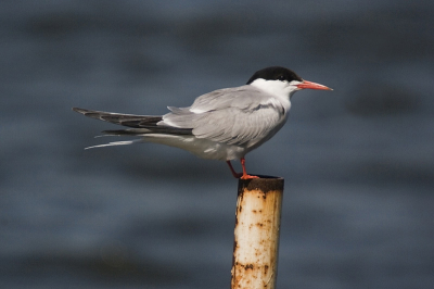 EOS 20D met Sigma 50-500mm en converter 1,4x.  700mm1/1600sec. F/9 ISO 200