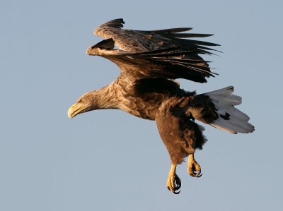 Bird picture: Haliaeetus albicilla / Zeearend / White-tailed Eagle