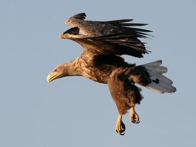 Haliaeetus albicilla / Zeearend / White-tailed Eagle