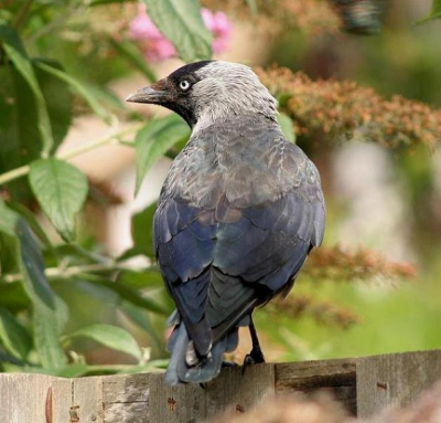 deze kauw ging er even voor zitten,gemaakt met een canon 350D met 300 mm lens.