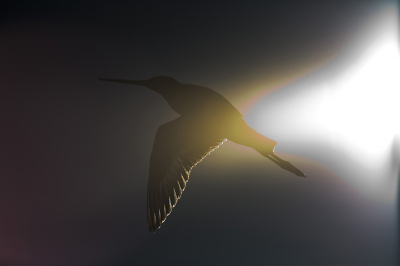 Toen ik vliegbeelden wilde maken vloog deze onbedoeld door de zon ,ik dacht dat de foto mislukt was ,maar thuis vond ik het resultaat toch fantasties