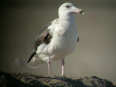 19 oktober was de perfecte herfstdag, volledig blauwe lucht, weinig wind en een dag vrij. Eindelijk tijd om aan het strand mijn nieuwe combinatie uit te proberen. Deze derde jaars groe mantelmeeuw was een van mijn doelwitten.