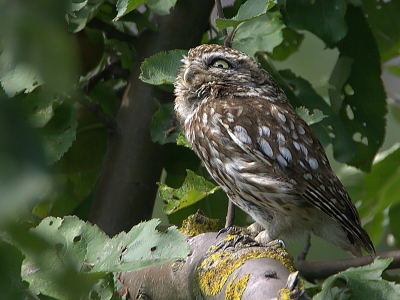 Ben gisteren samen met rujo naar het steenuiltje geweest, en vond het erg leuk dat ik mijn eerste uiltje heb kunnen fotograferen!
300D, 500mm + 2.0 converter.
200iso, 1/100, f/8.0.